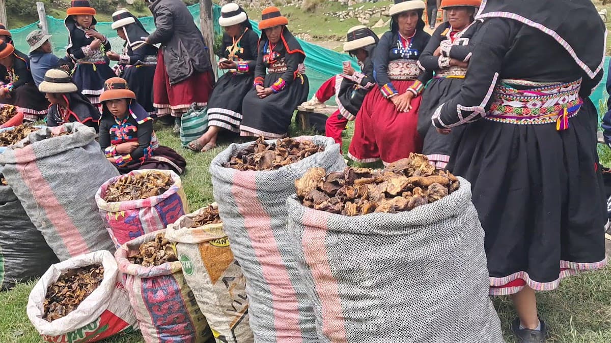 Xapiri Ground — foto