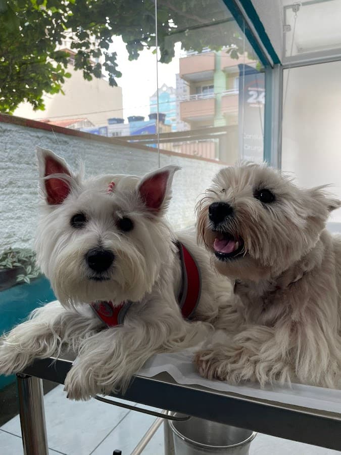 Santah Clínica Veterinária e Pet Shop — foto