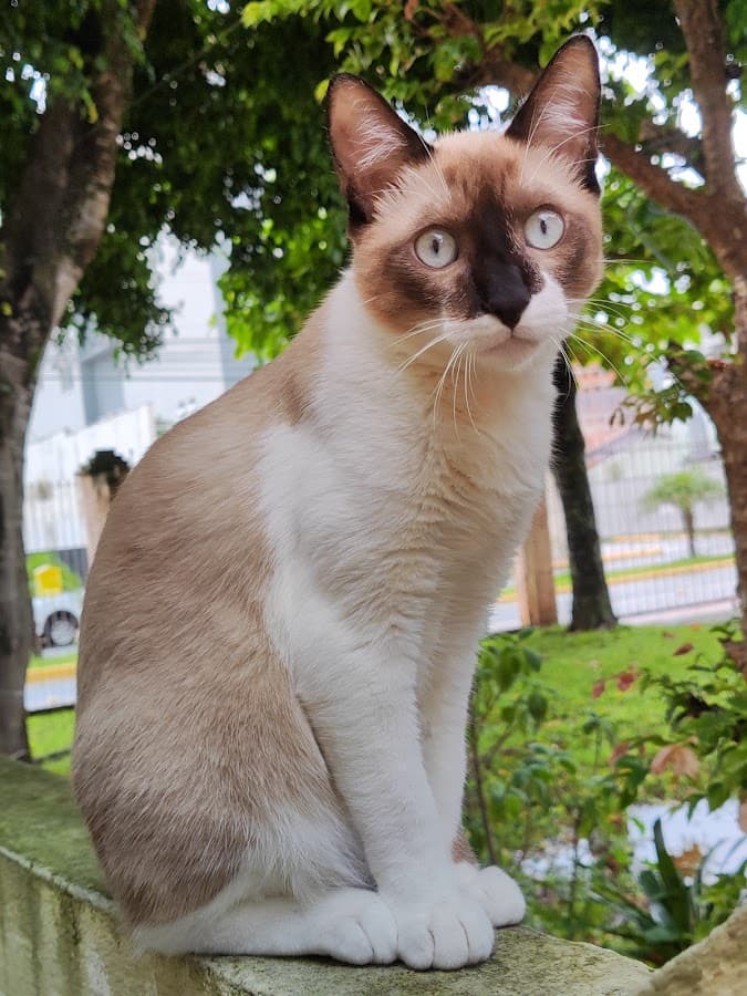 Santah Clínica Veterinária e Pet Shop — foto