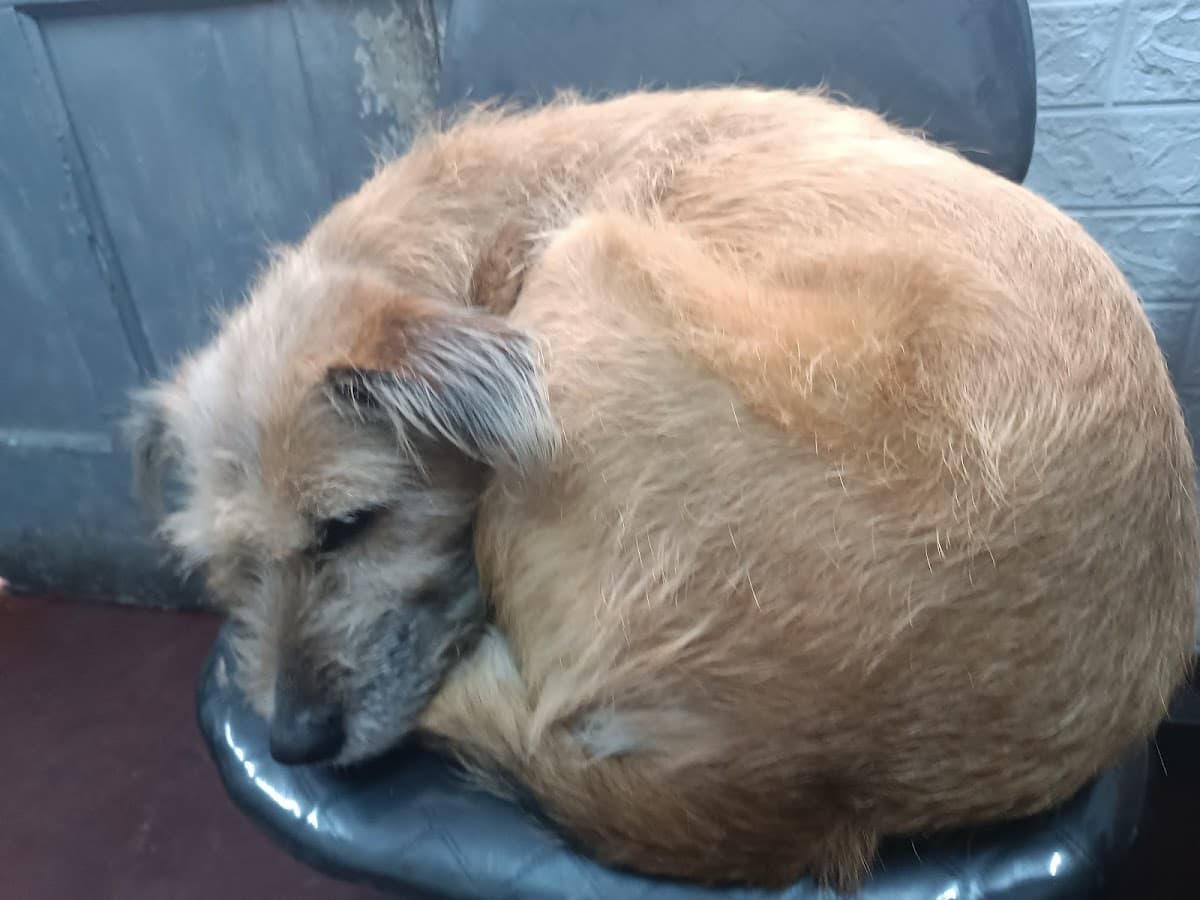 Veterinaria NO TE OLVIDES DE MI — foto