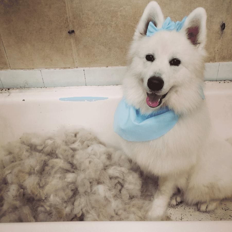 Animal Health — foto