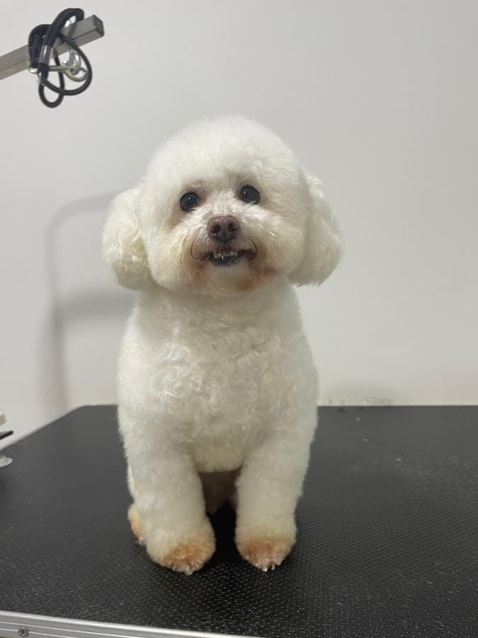 Happy Pets Spa Ibagué — foto