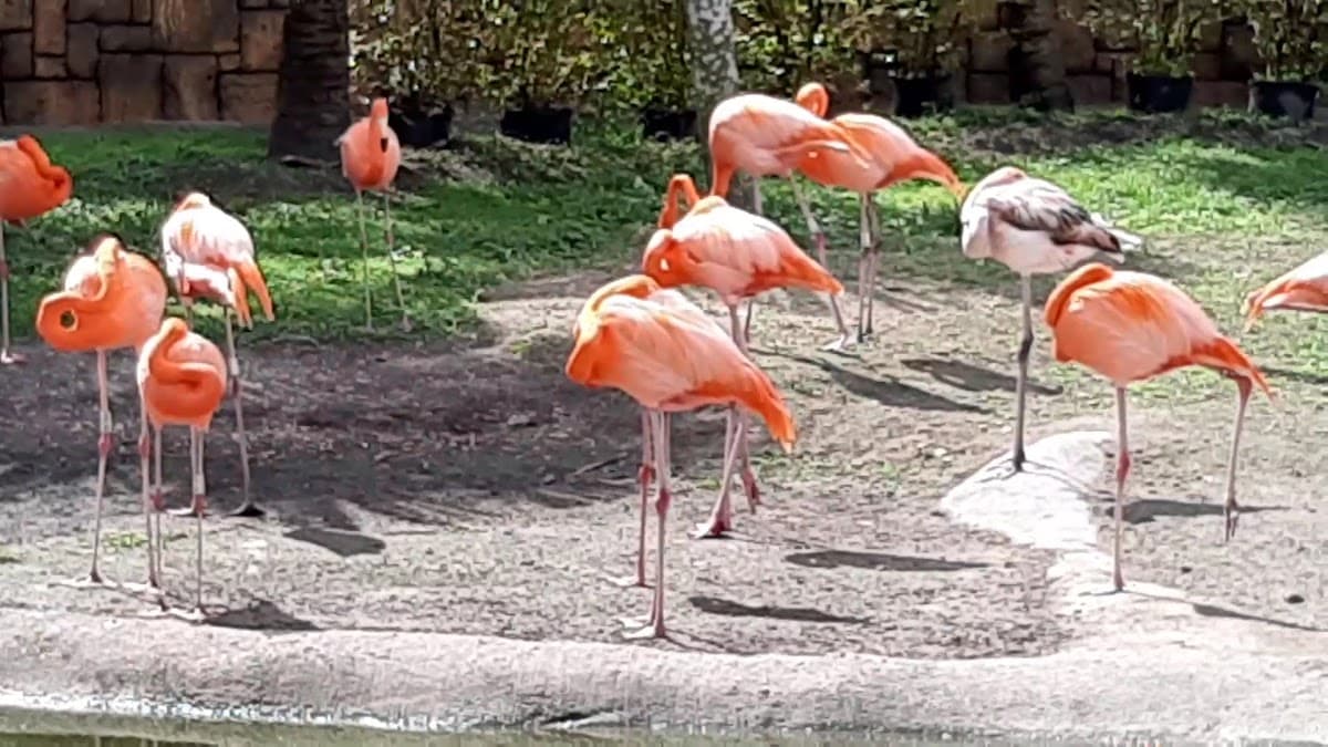 Zoológico de Miami — foto
