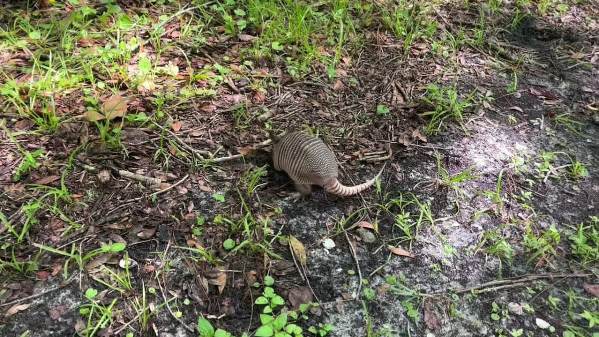 Lettuce Lake Park — foto