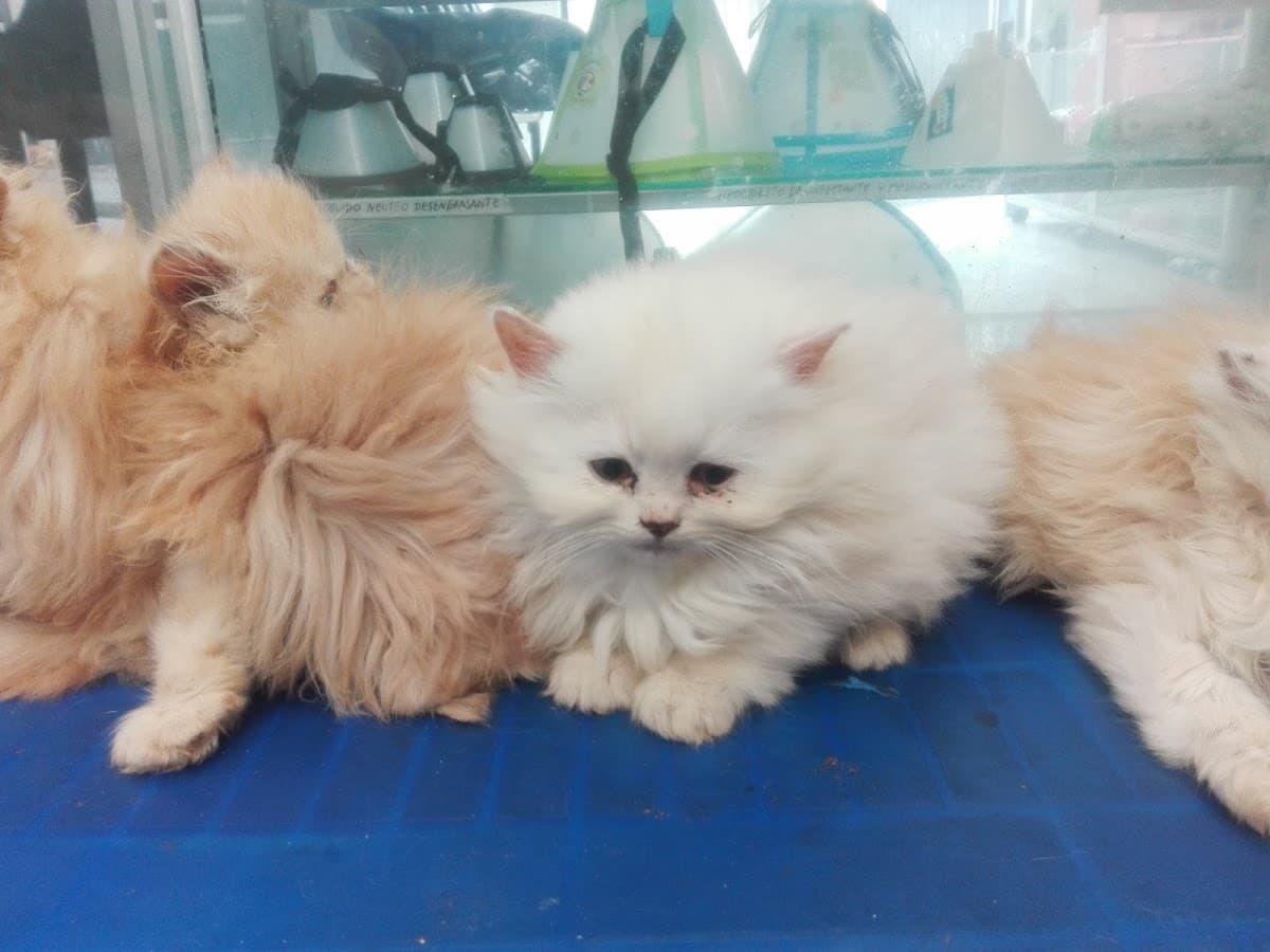 Clínica Veterinaria Olaya — foto