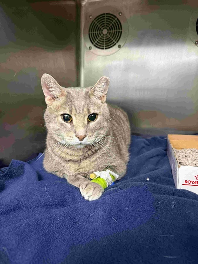 First Coast Veterinary Specialists & Emergency — foto