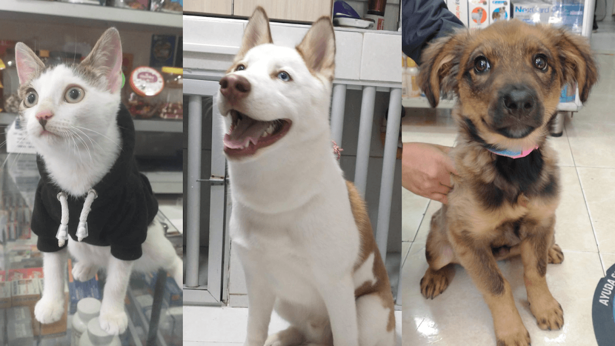 Centro de Estética Veterinaria Sabuesos