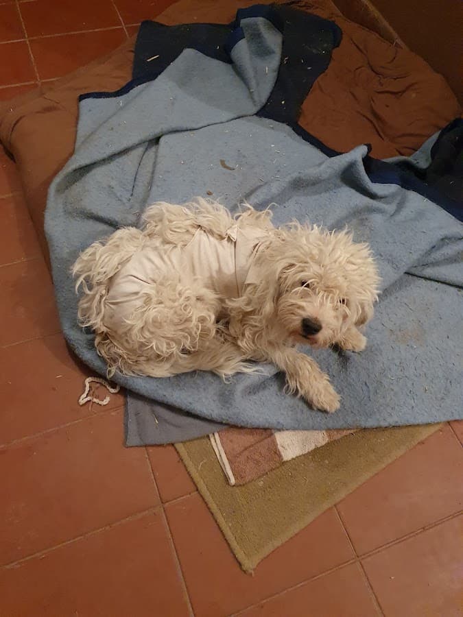 Veterinaria Mascotas — foto