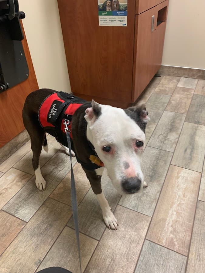 Jax Vets Affordable Animal Hospital at Baymeadows — foto
