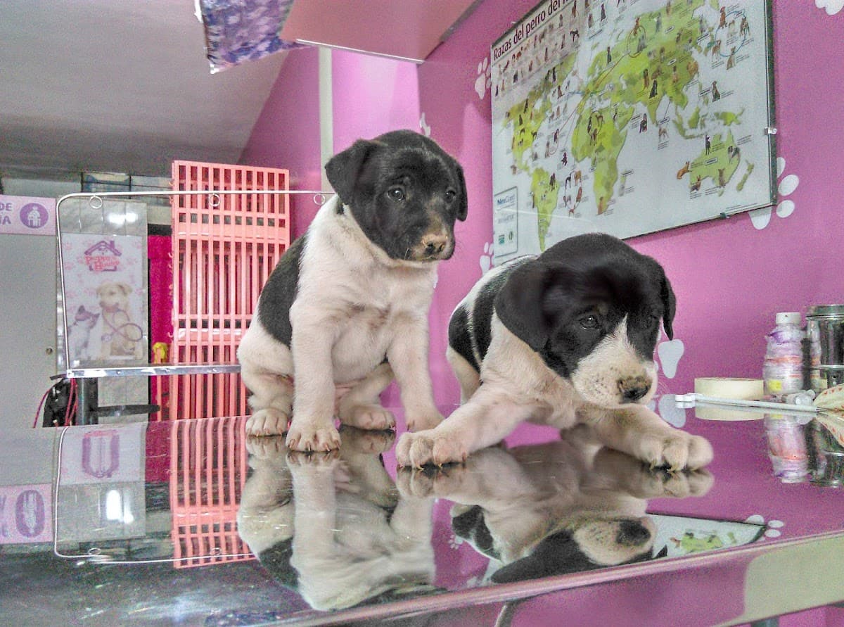 Veterinaria Spa - Pet Shop " Puppy's House" — foto
