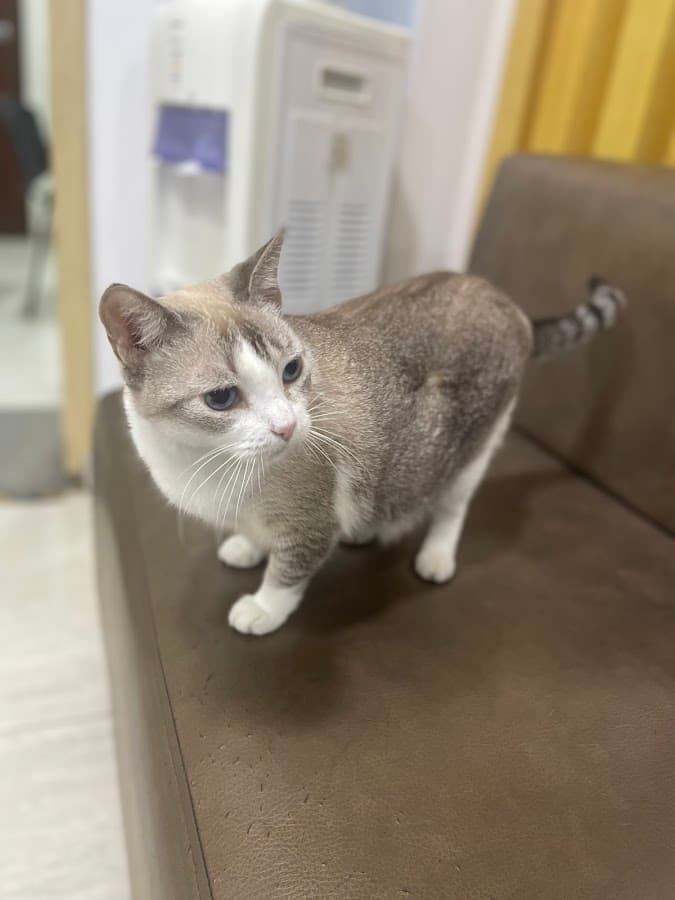 Mascovet — foto