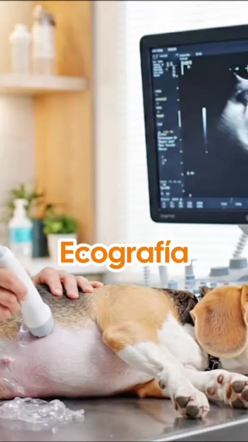 CENTRO VETERINARIO +KOTAS JT — foto