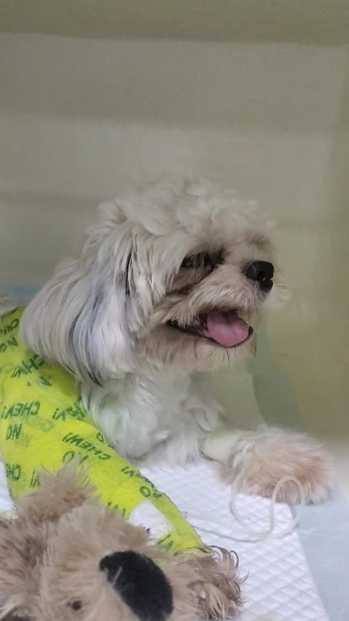Clínica Veterinaria Dogtor Cat — foto