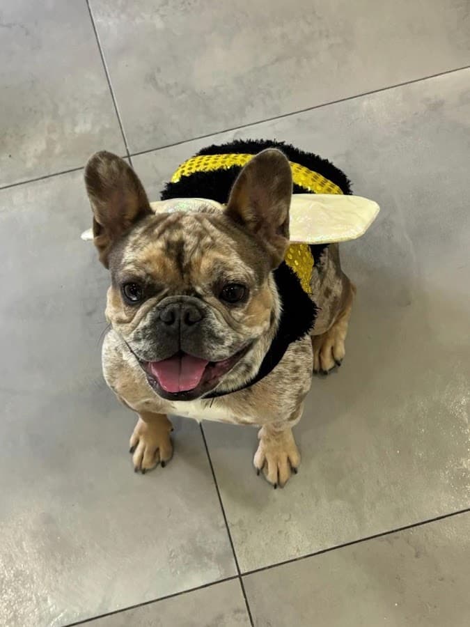 VETERINARIA — foto