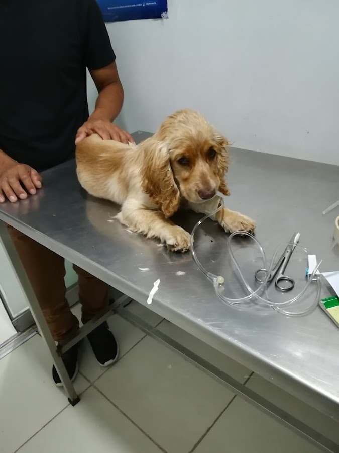 Clínica Veterinaria Inter. Palomino