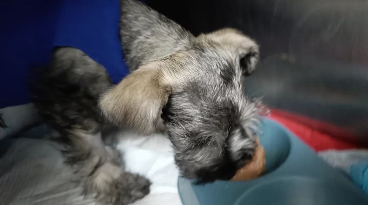 Clínica Veterinaria Inter. Palomino — foto