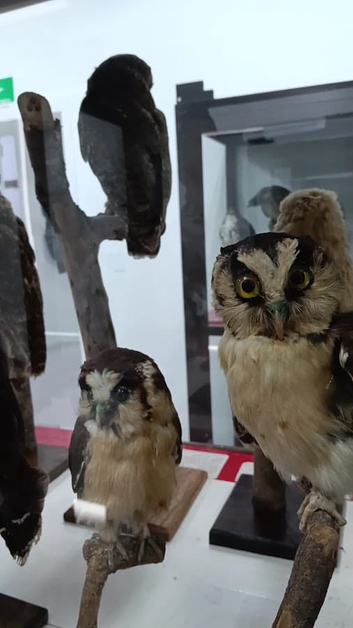 Museo de Historia Natural de la Universidad del Cauca — foto