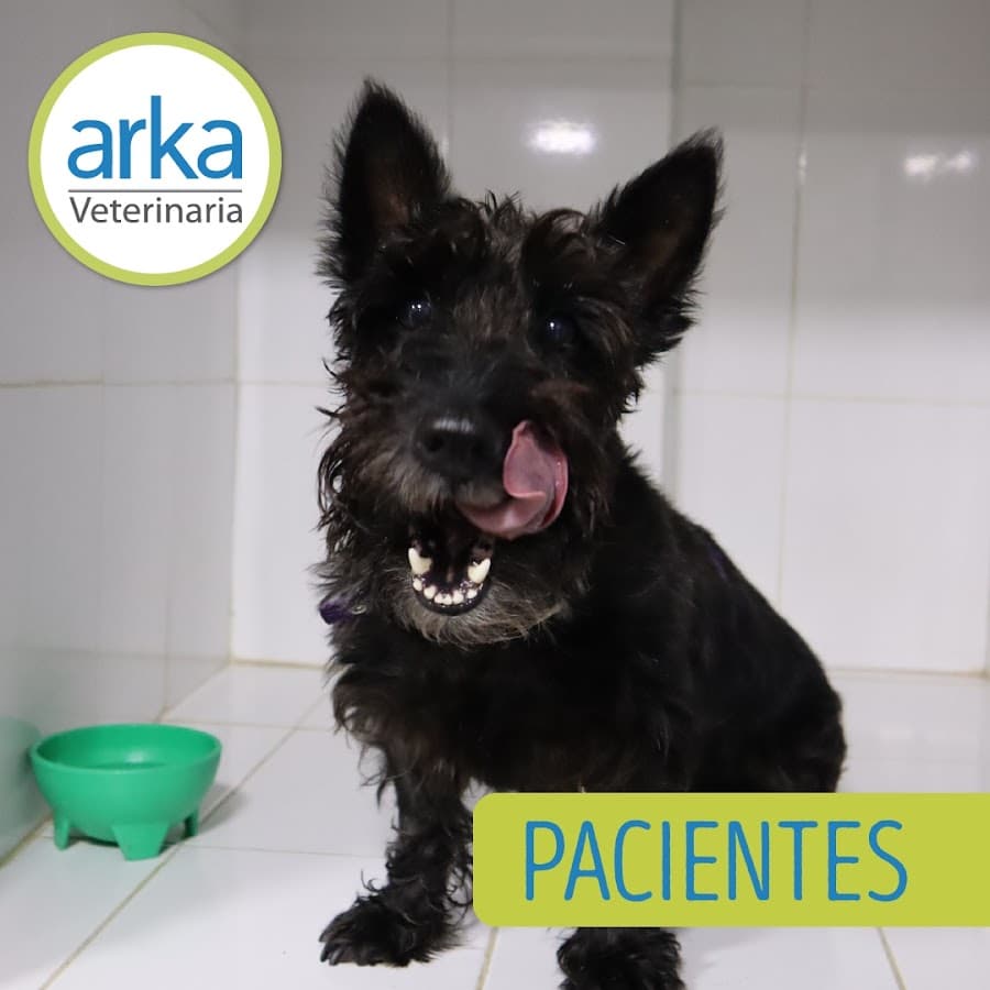 ARKA VETERINARIA — foto
