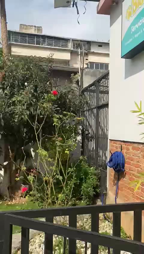 Biomascotas — foto