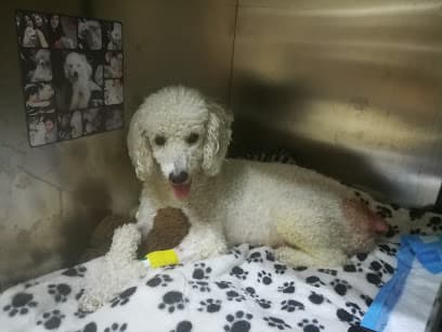 Veterinaria Aranjuez — foto