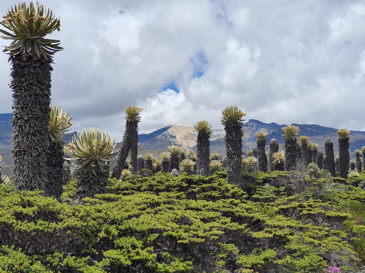 Ecosistemas Travel
