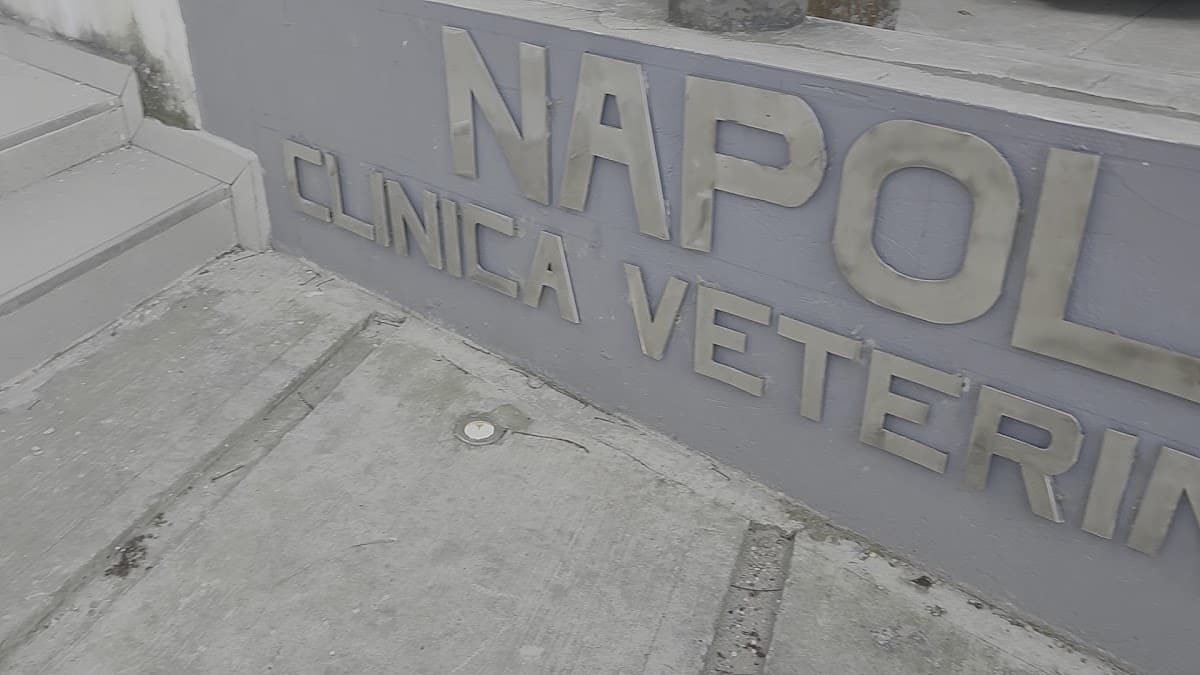 NAPOLES CLINICA VETERINARIA 24 HORAS — foto