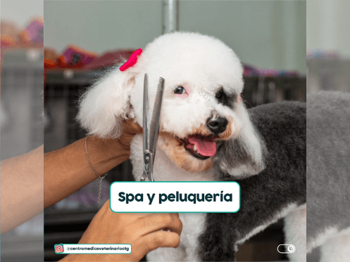 Centro Médico Veterinario Cartagena — foto