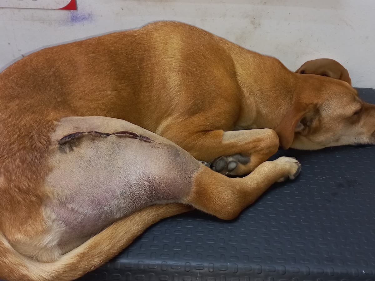 Veterinaria VIP — foto