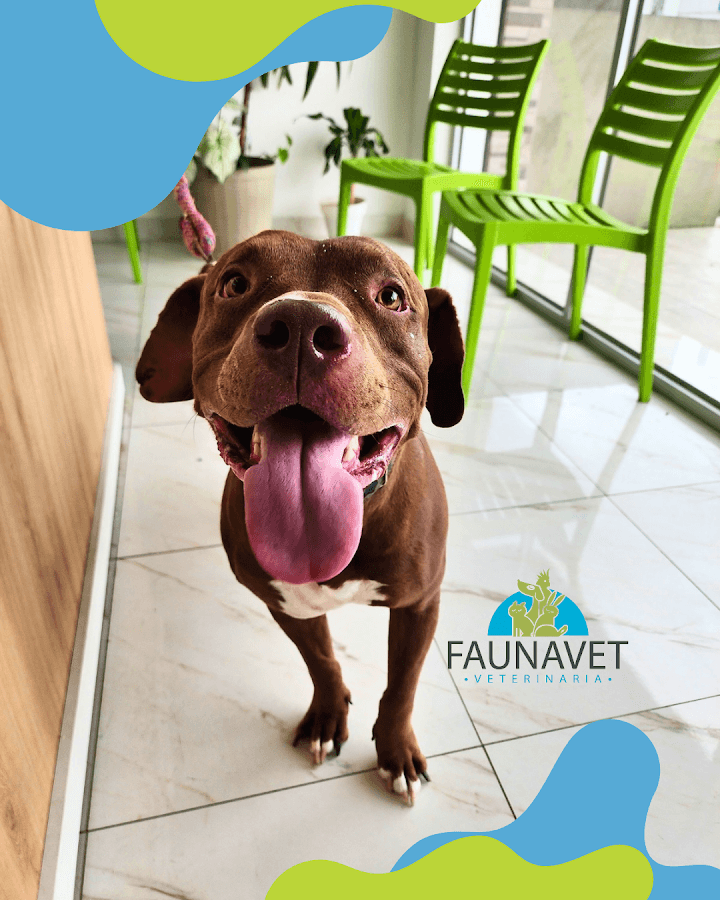 Faunavet — foto