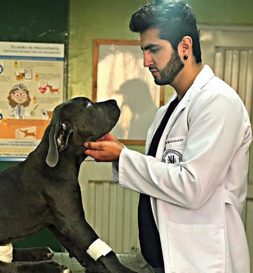 Servicios Veterinarios — foto