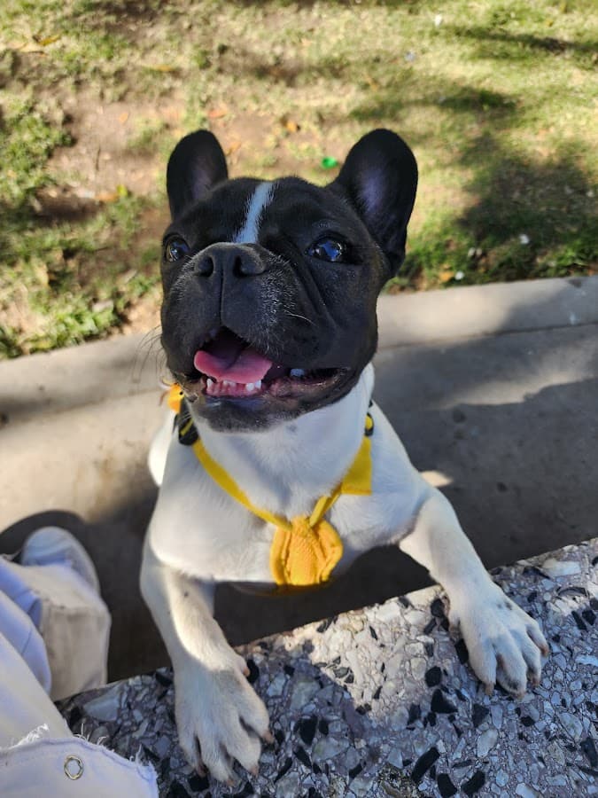 CENTRO VETERINARIO RAZAS — foto
