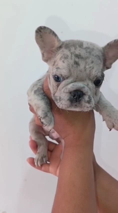 Urgencias para mascotas en cali 24 horas | emergencias veterinarias en cali 24 horas Drs Casta Azul veterinaria cerca de mi — foto