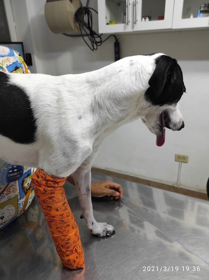 Medical Vet
