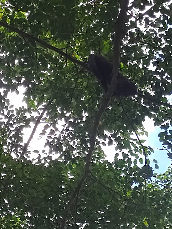Parque Natural de Pucallpa — foto