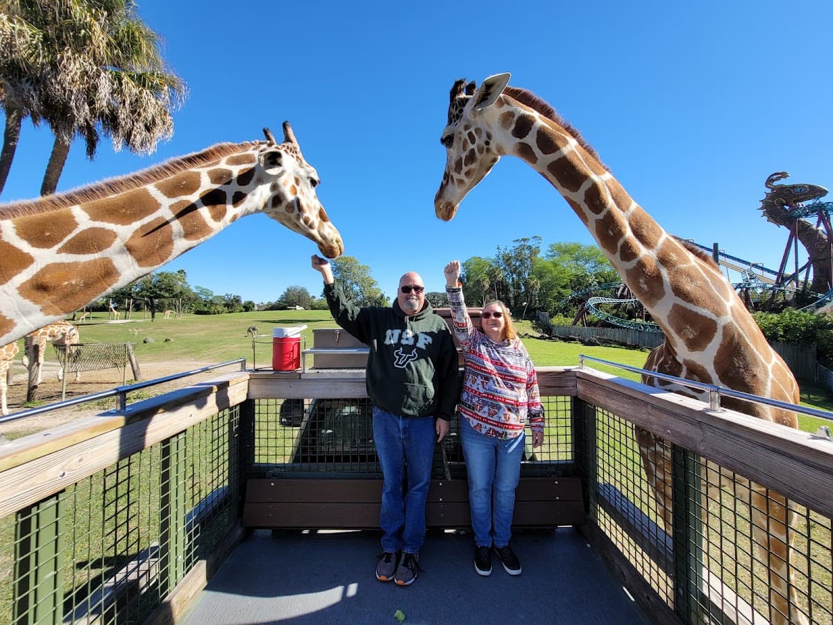 Serengeti Safari