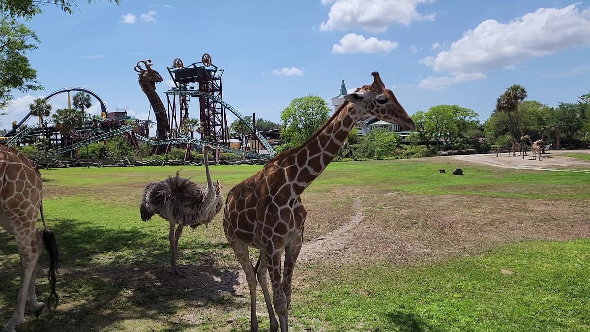 Serengeti Safari — foto