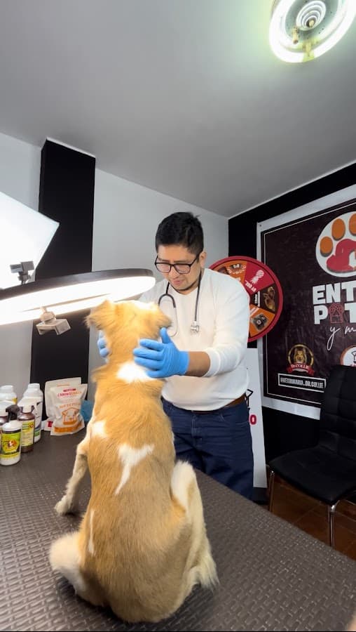 VETERINARIA DR. COLLIE — foto