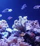 Acuario de la Florida — foto