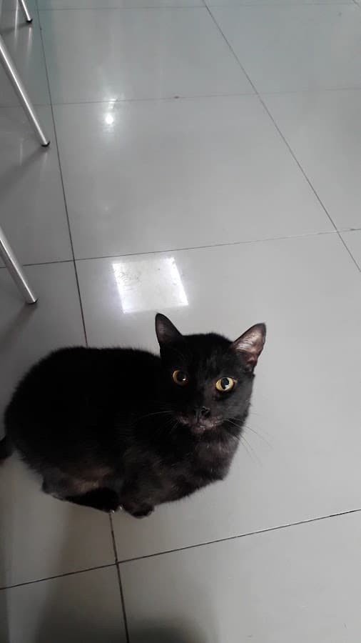 Pet Salud | Clínica Veterinaria en Lima — foto