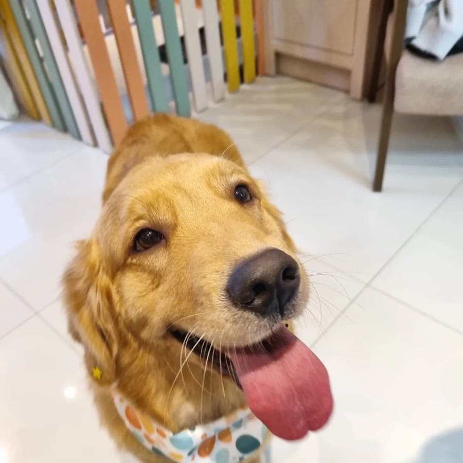 Aninha SPA e Conexão Animal — foto
