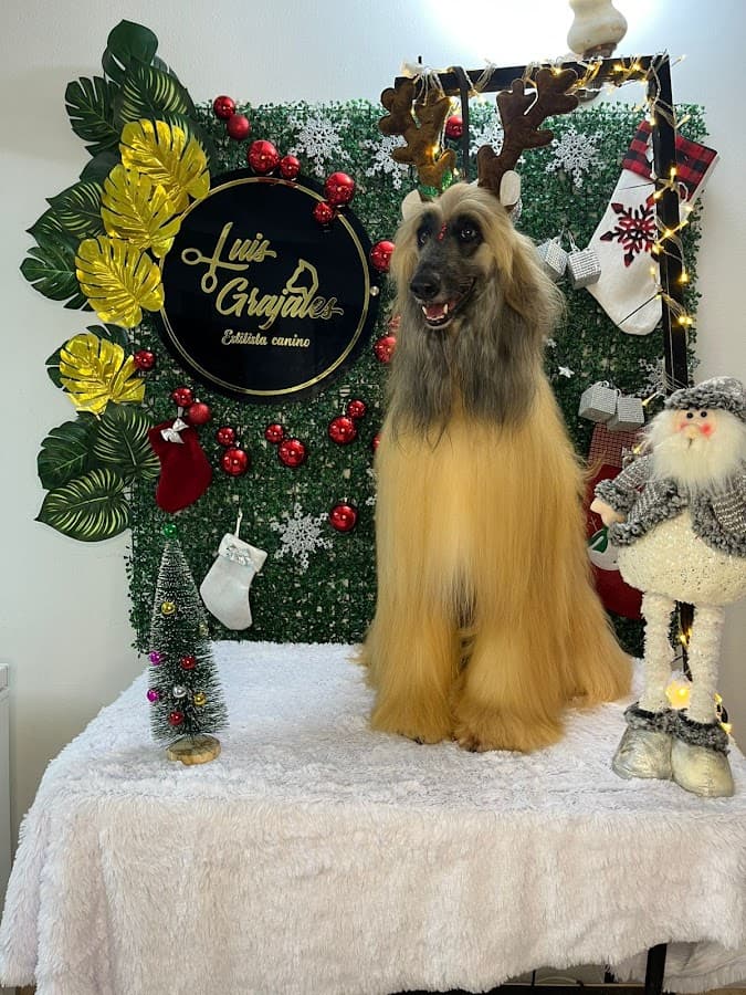 Luis Grajales Estilista Canino o groomer Profesional Villavicencio