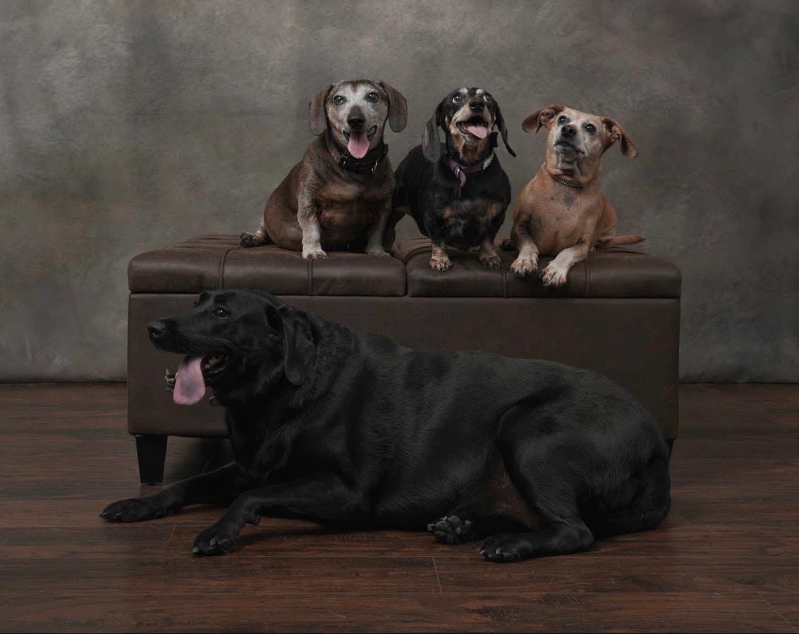 Forever Vets Animal Hospital at Tinseltown — foto