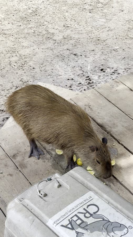 Centro de Rescate Amazónico CREA — foto