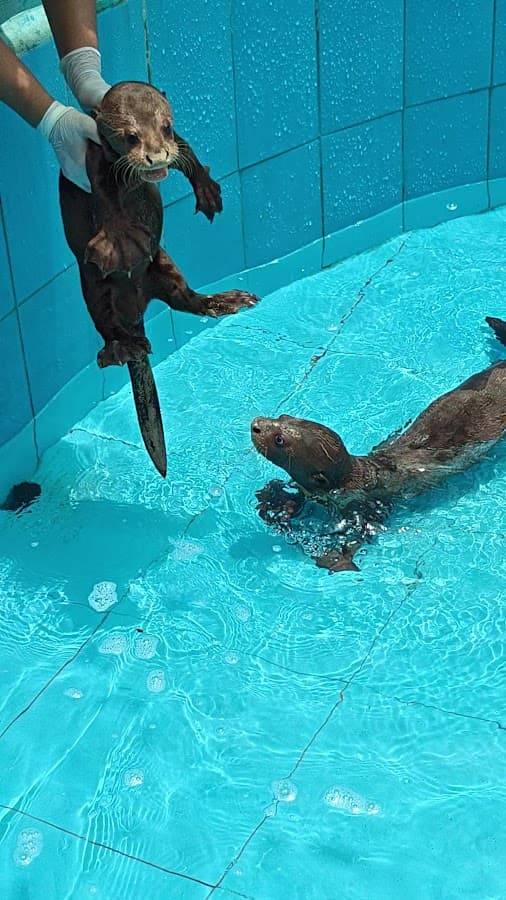 Centro de Rescate Amazónico CREA — foto