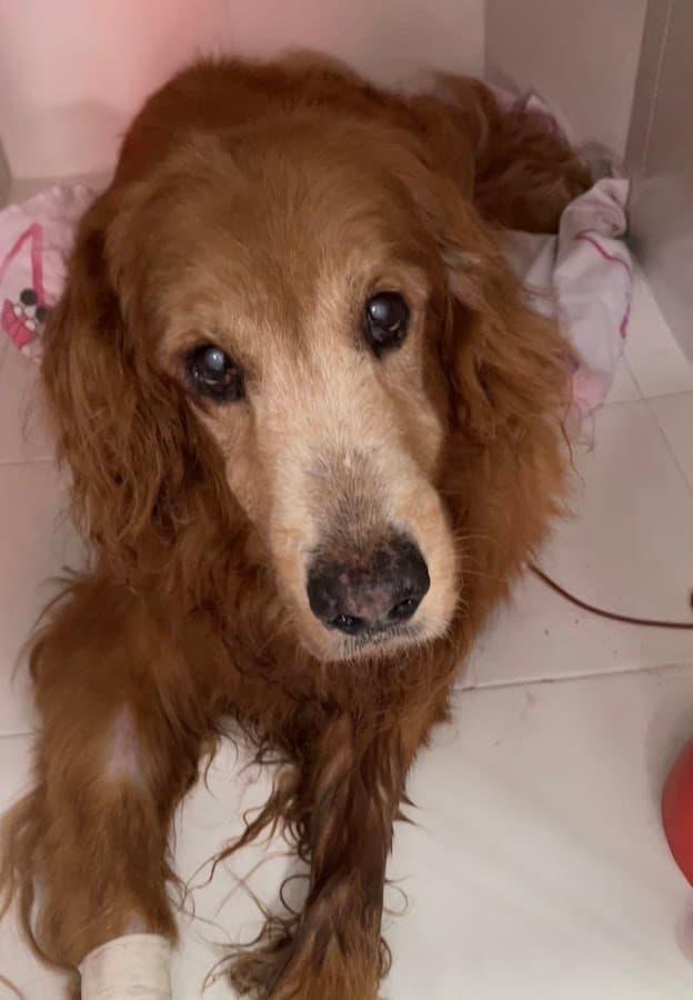 Urgencias Veterinarias — foto