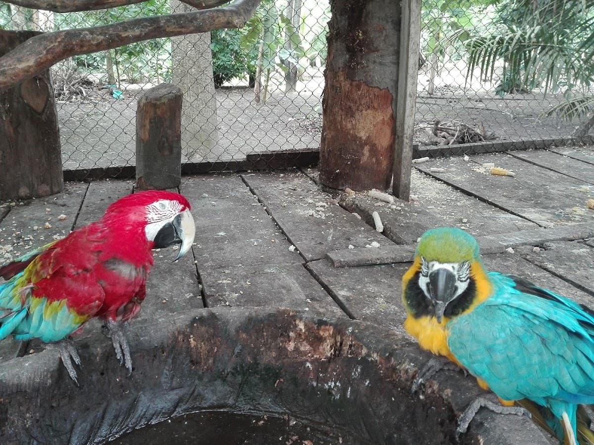 La Jungla — foto