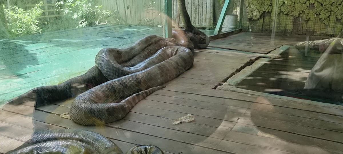 La Jungla — foto