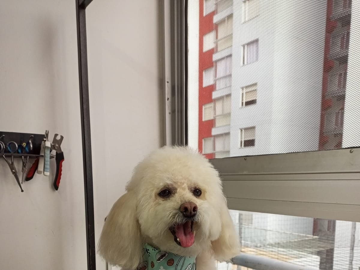 Palermo Pet Spa — foto