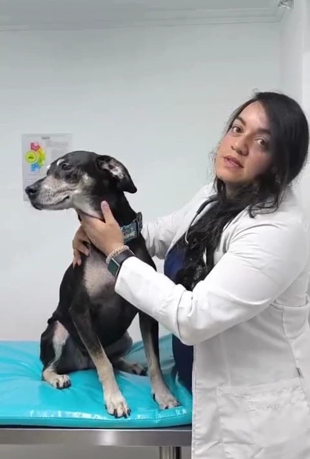 Clínica Veterinaria CPA - Sede Magdala - Urgencias 24 horas - Bogotá — foto