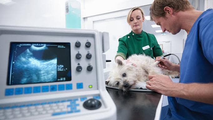 Clínica Veterinaria Central